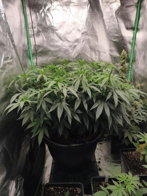 Big Mainline Project. Week 17
