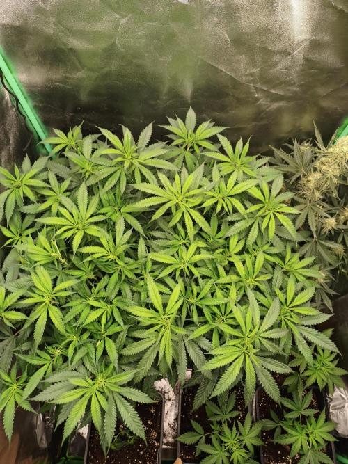 Big Mainline Project. Week 17