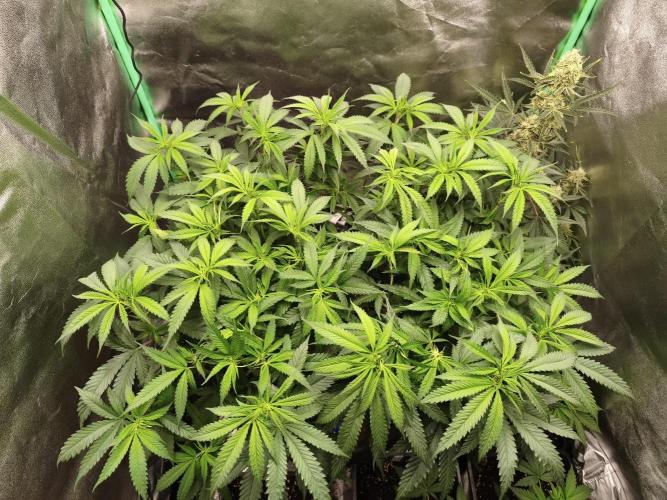 Big Mainline Project. Week 17
