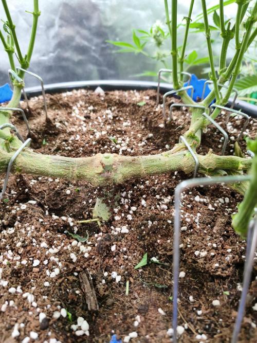 Big Mainline Project. Week 17