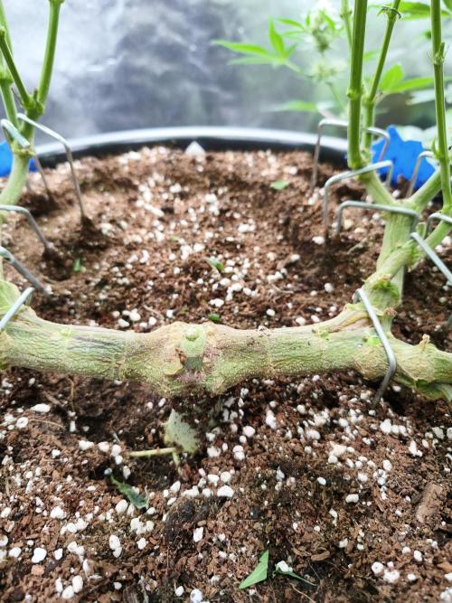 Big Mainline Project. Week 17