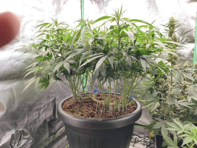 Big Mainline Project. Week 17