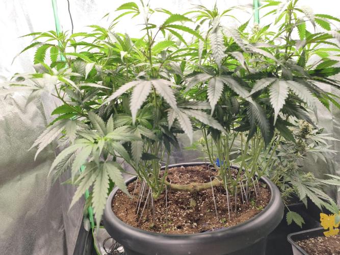 Big Mainline Project. Week 17