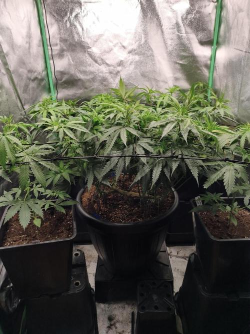 Big Mainline Project. Week 18