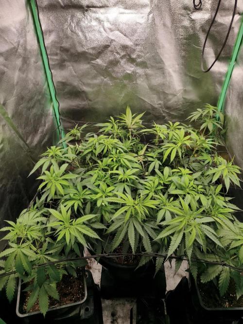 Big Mainline Project. Week 18
