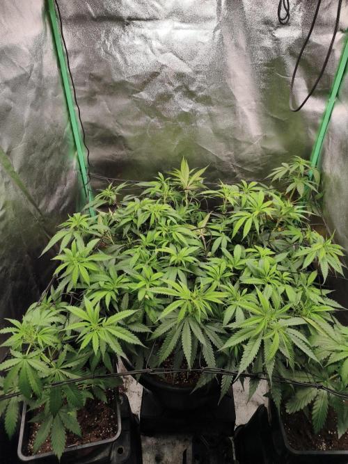 Big Mainline Project. Week 18