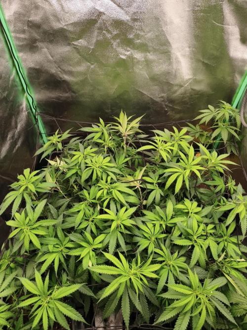 Big Mainline Project. Week 18