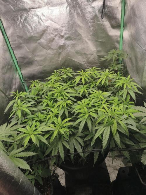 Big Mainline Project. Week 18