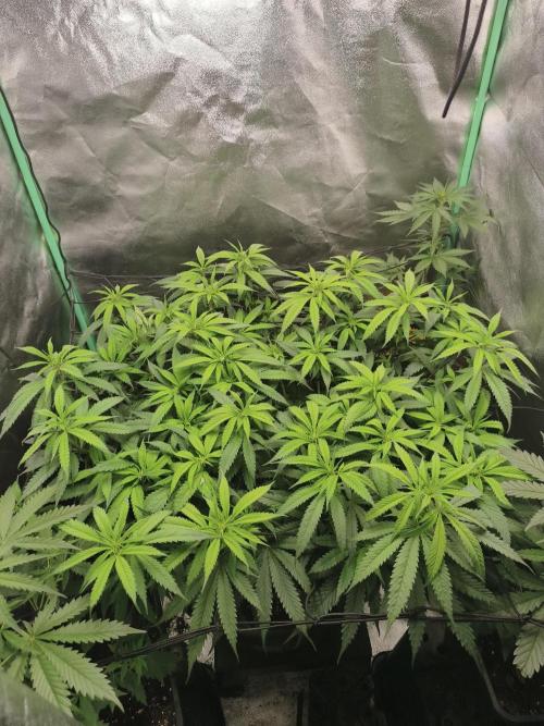 Big Mainline Project. Week 18