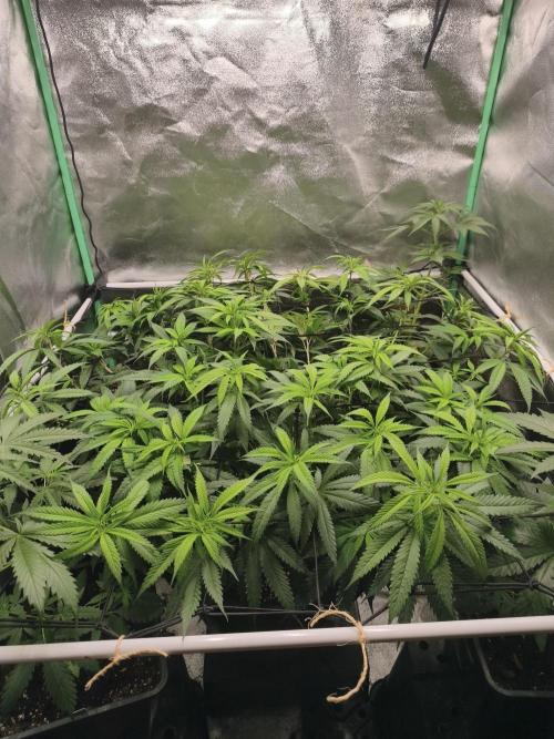 Big Mainline Project. Week 18