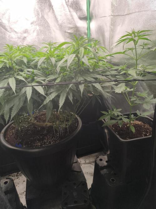 Big Mainline Project. Week 18