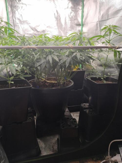 Big Mainline Project. Week 18
