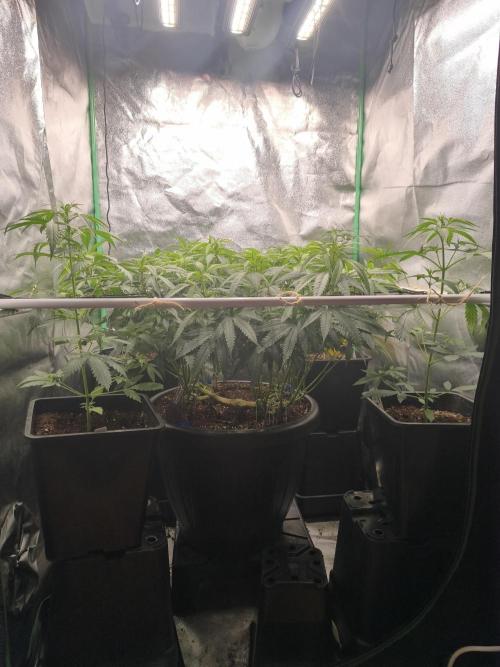 Big Mainline Project. Week 18