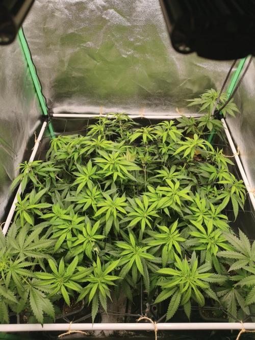 Big Mainline Project. Week 18