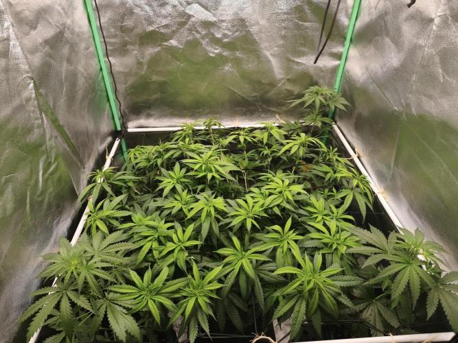 Big Mainline Project. Week 18