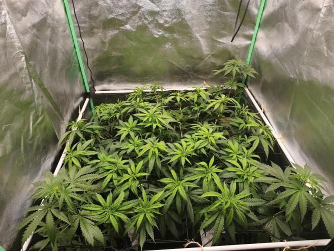 Big Mainline Project. Week 18