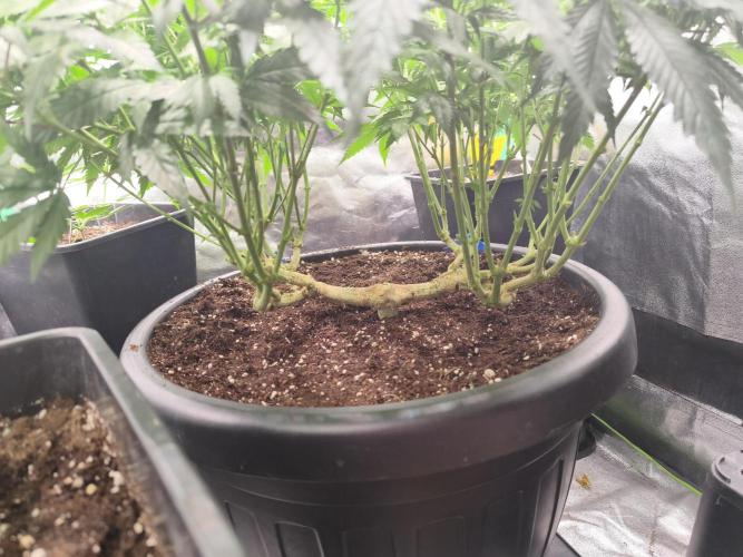 Big Mainline Project. Week 18