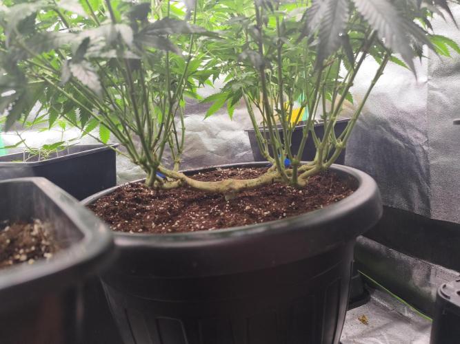 Big Mainline Project. Week 18