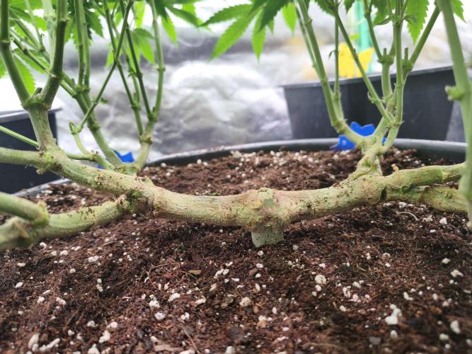Big Mainline Project. Week 18