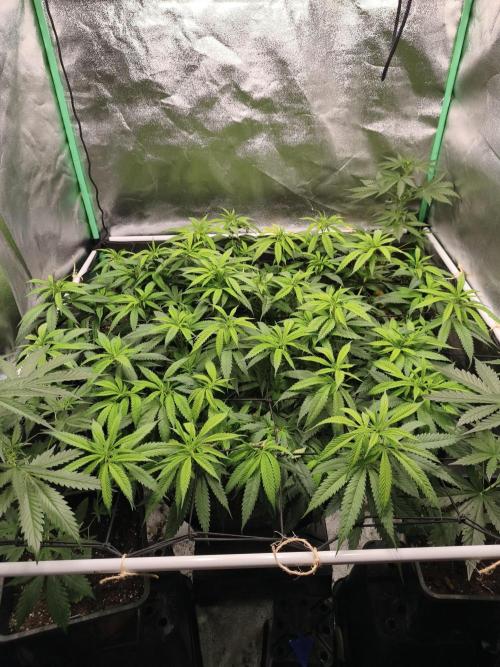 Big Mainline Project. Week 18
