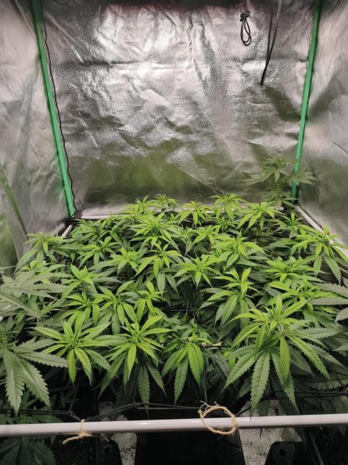 Big Mainline Project. Week 18