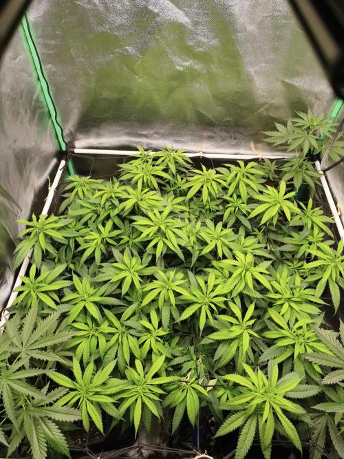 Big Mainline Project. Week 18