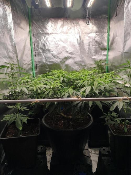 Big Mainline Project. Week 18