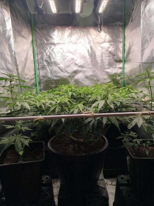 Big Mainline Project. Week 18