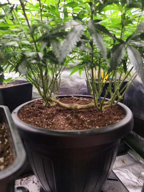 Big Mainline Project. Week 18