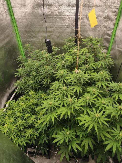 Sommer grow 2026. Week 8