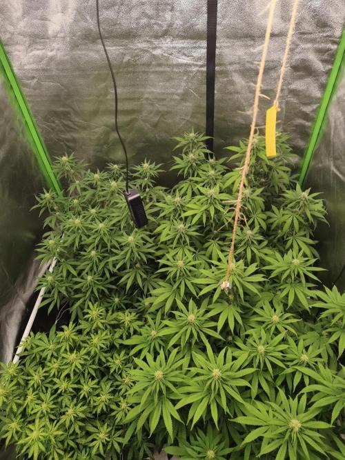 Sommer grow 2026. Week 8