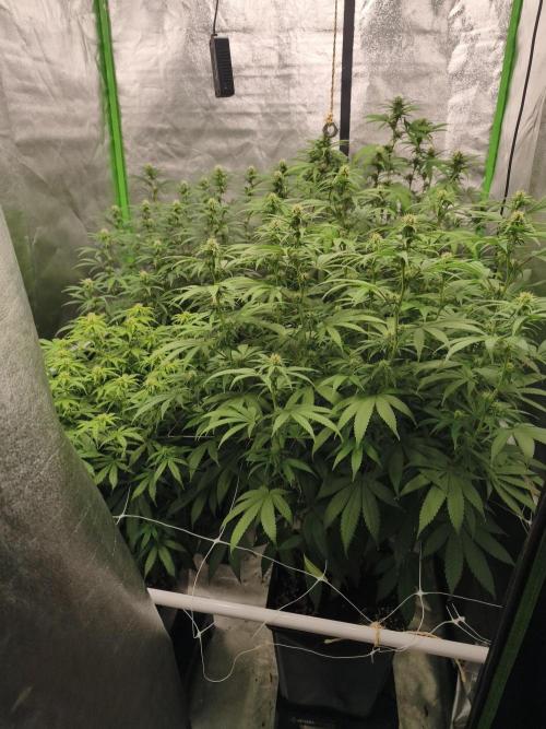 Sommer grow 2026. Week 8