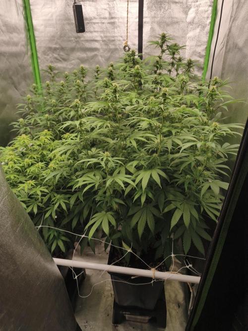 Sommer grow 2026. Week 8