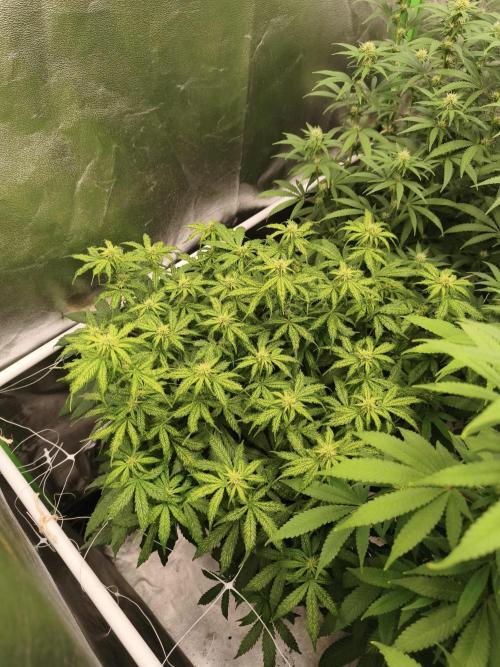 Sommer grow 2026. Week 8