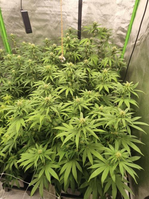 Sommer grow 2026. Week 8