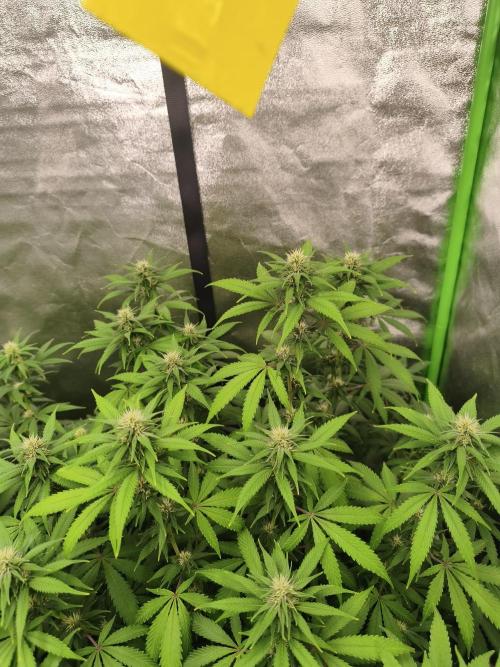 Sommer grow 2026. Week 8