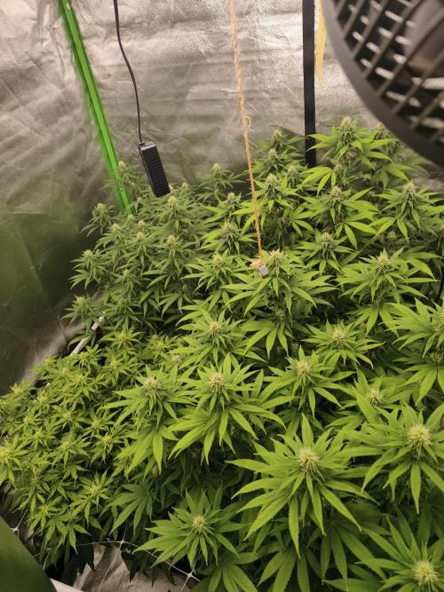 Sommer grow 2026. Week 8