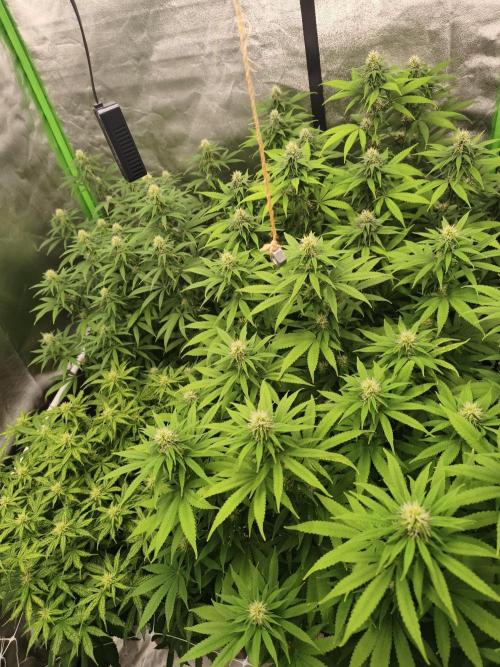 Sommer grow 2026. Week 8