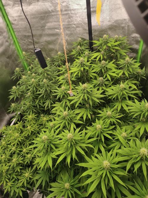Sommer grow 2026. Week 8