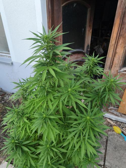 Outdoor femis ♥️. Week 4