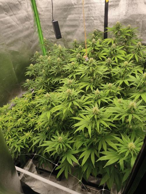 Sommer grow 2026. Week 9