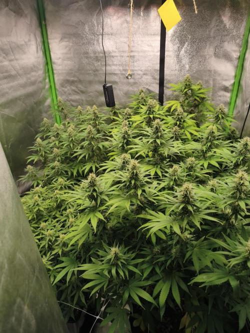 Sommer grow 2026. Week 9