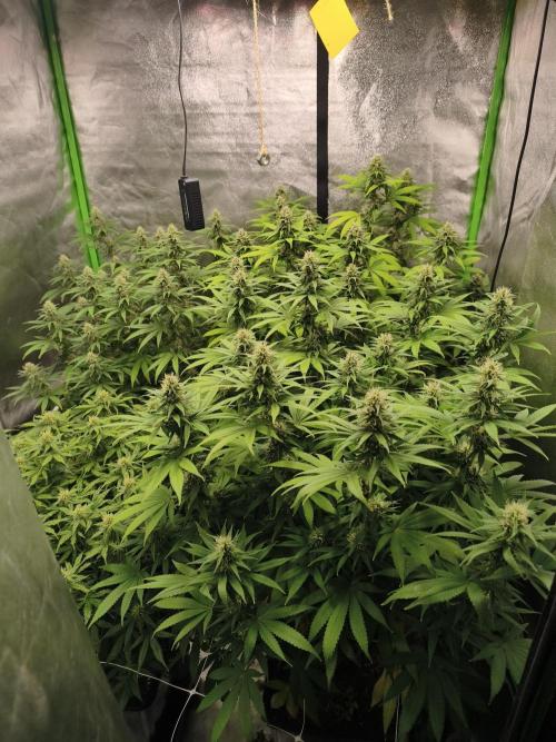 Sommer grow 2026. Week 9