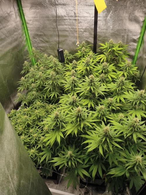 Sommer grow 2026. Week 9