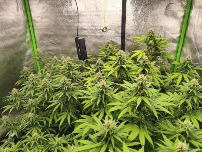 Sommer grow 2026. Week 9