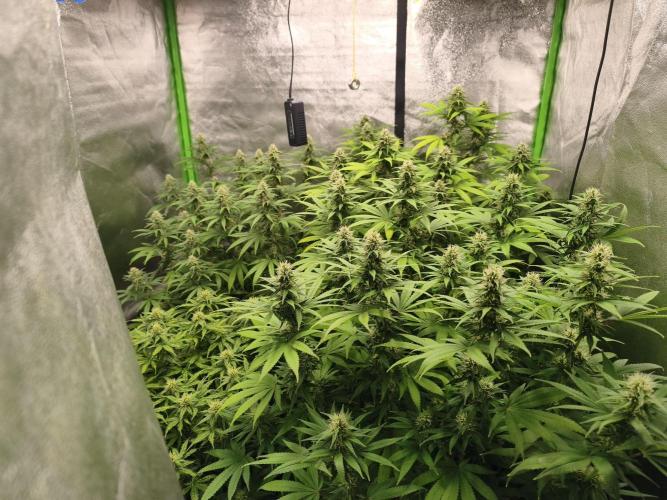 Sommer grow 2026. Week 9