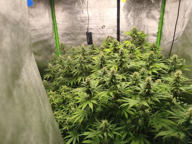 Sommer grow 2026. Week 9
