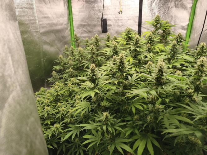 Sommer grow 2026. Week 9