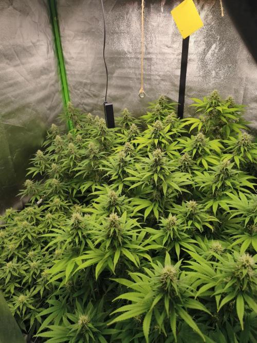 Sommer grow 2026. Week 9