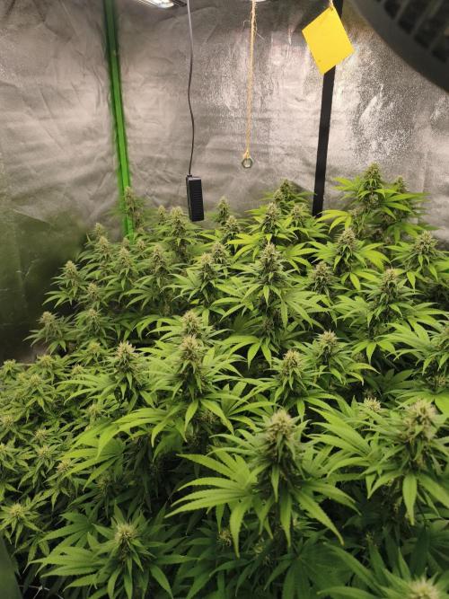 Sommer grow 2026. Week 9
